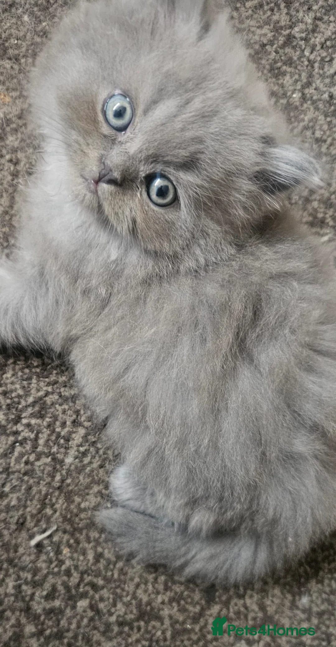 Persian cats for sale: 4 beautiful persain  kittens  for sale  - Advert 1
