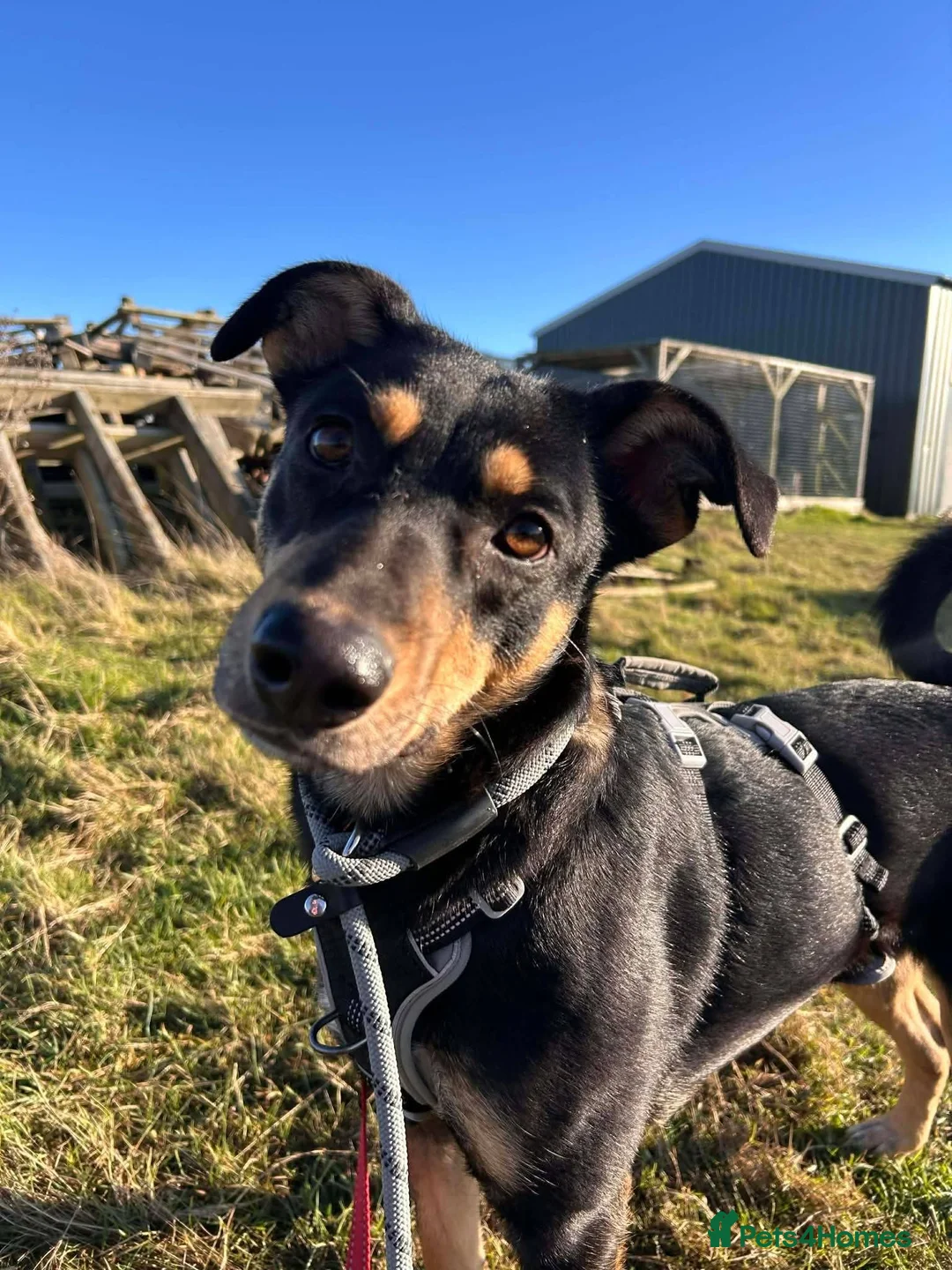 Mixed Breed dogs for adoption: Meet Puffin currently residing in Essex - Advert 7