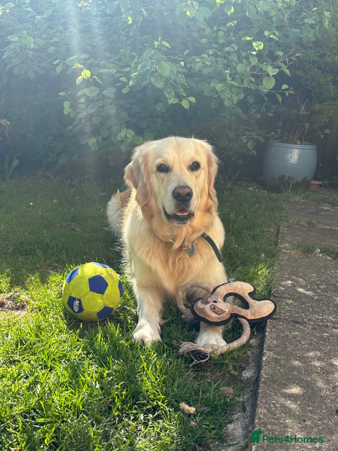 Golden Retriever dogs for sale: KC Golden Retriever Puppies – Due Early Feb - Advert 1