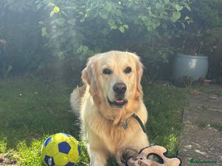 Golden Retriever dogs KC Golden Retriever Puppies – Due Early Feb - Advert 1