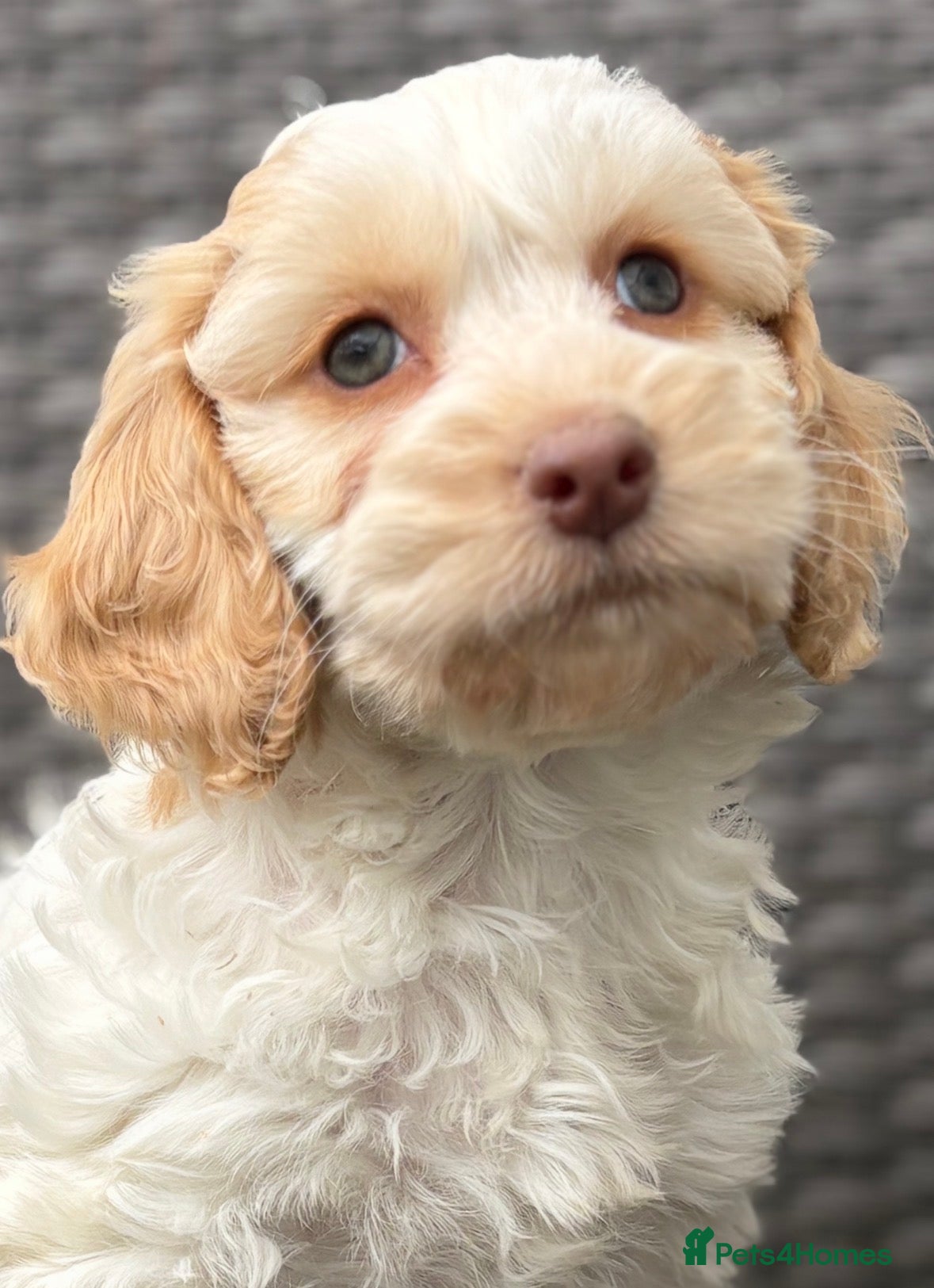 Cockapoo dogs F1 cockapoo puppies  - Advert 2