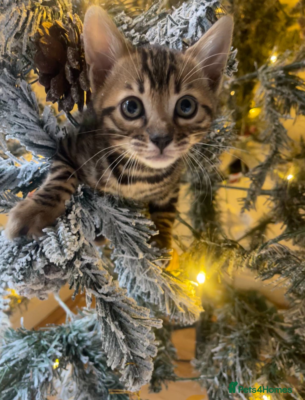 Bengal cats EXCELLENT BENGAL KITTENS READY END OF DECEMBER!!! - Advert 9