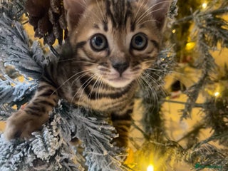 Bengal cats EXCELLENT BENGAL KITTENS READY END OF DECEMBER!!! - Advert 9