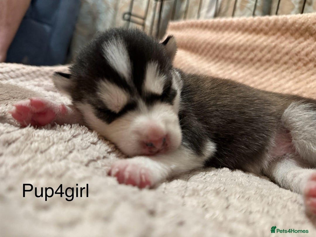 Utonagan dogs for sale: Siberian husky x malamute puppies - Image 17