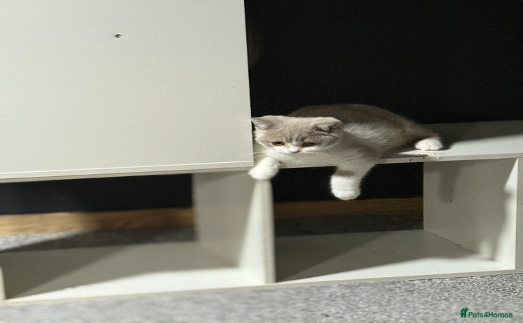 British Shorthair cats - Advert 12