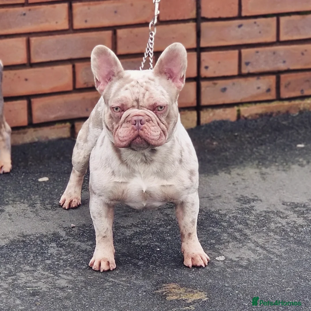 French Bulldog dogs for stud: 🚨proven🚨newshade merle stud 🎯🤯🔥🤏🏻🧬 in Tipton - Advert 5