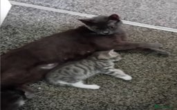 British Shorthair cats for sale: Adorable blue grey kittens - Image 7