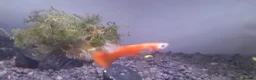 Live Bearers fish for sale: Colorful guppys 4 male 2 female  in Hayes - Advert 5