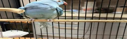 Ringnecks birds for sale: Beautiful Blue Indian Ringneck Parrot – 5 Months - Advert 2