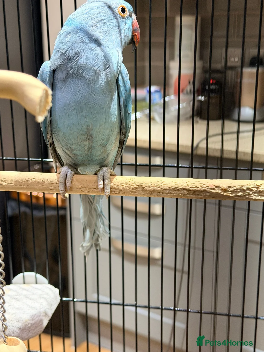 Ringnecks birds for sale: Beautiful Blue Indian Ringneck Parrot – 5 Months - Advert 2