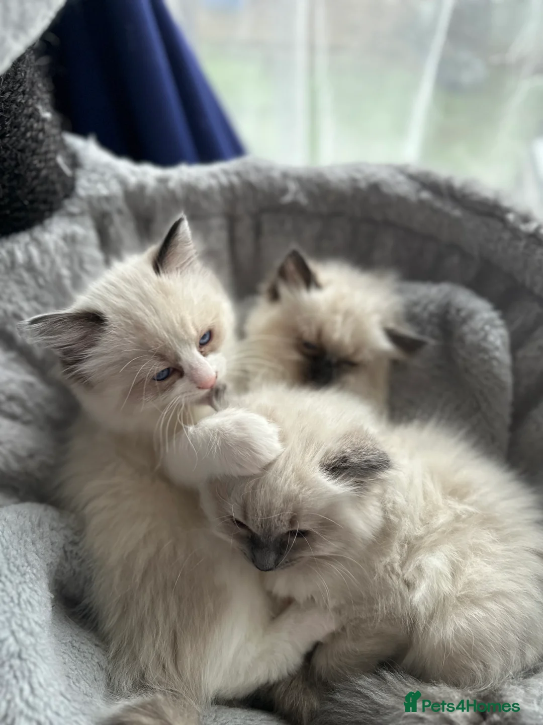 Ragdoll cats for sale: Gorgeous ragdoll girls!  - Advert 13