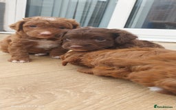Cockapoo dogs for sale: ** BEAUTIFUL LITTER OF COCKAPOOS ** - Image 24