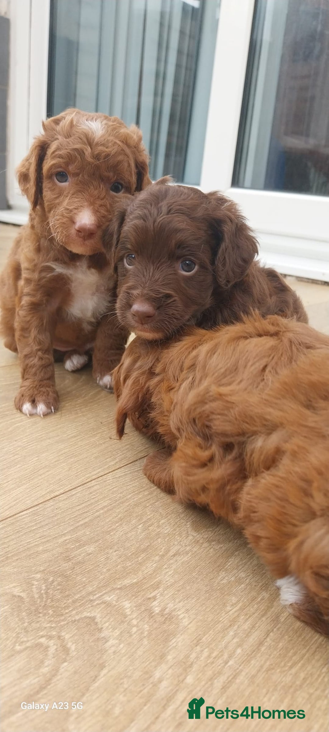 Cockapoo dogs for sale: ** BEAUTIFUL LITTER OF COCKAPOOS ** - Image 24
