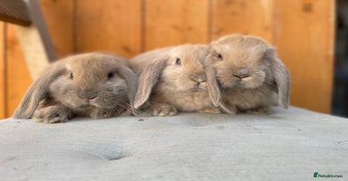Mini Lop rabbits - Advert 4