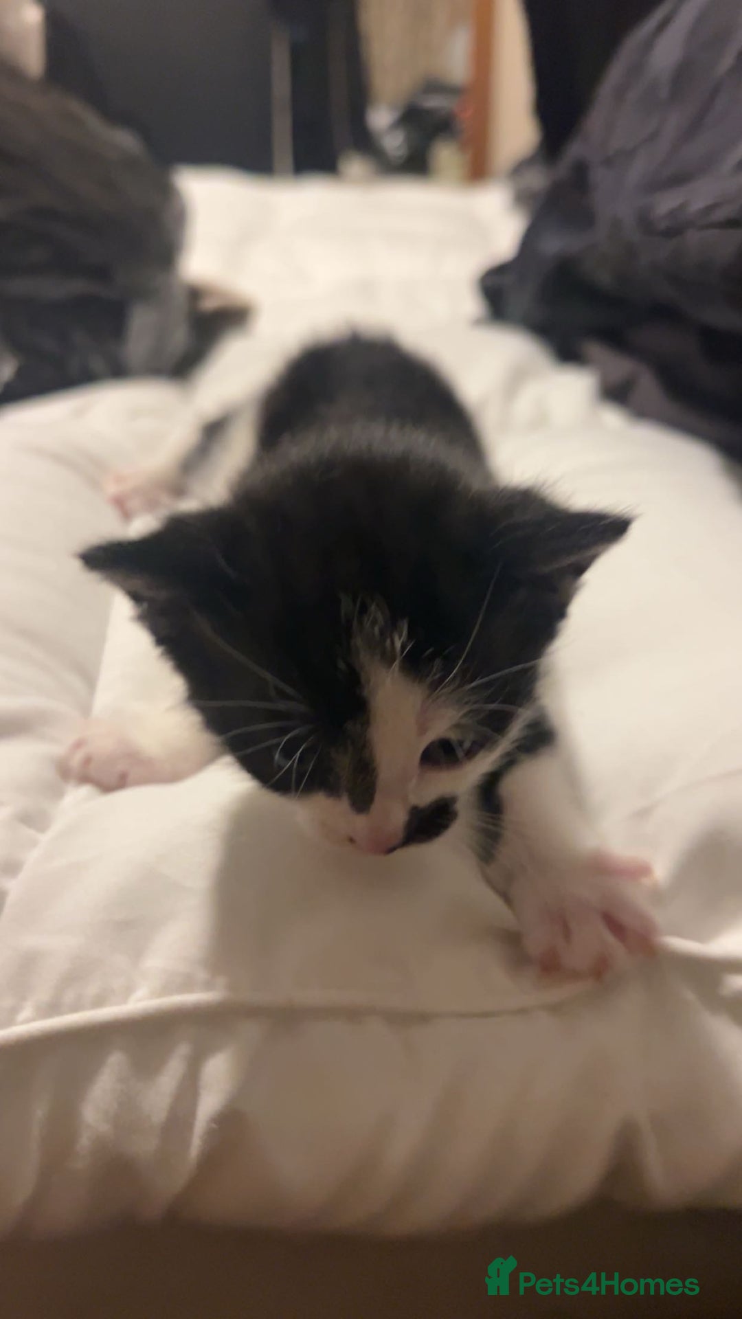 Bombay cats for sale: 4 Kittens for sale  - Image 9