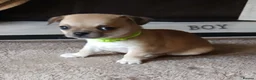 Chihuahua dogs for sale: Short haired tiny chihuahua pups ready now - Advert 18