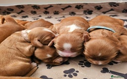 Mixed Breed dogs for sale: Cockalier, Springer Spaniel looking for a new home - Image 4