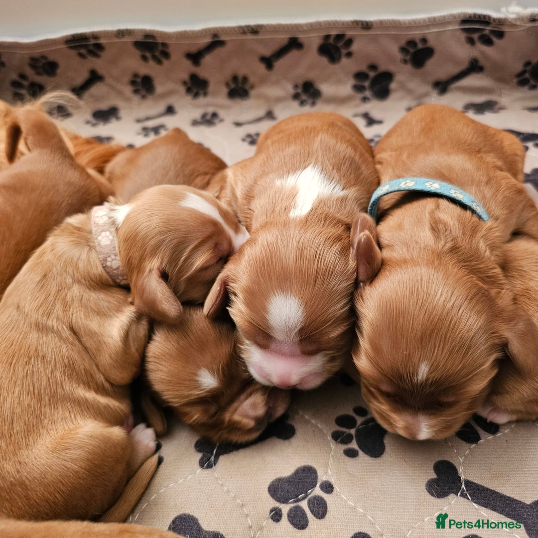 Mixed Breed dogs for sale: Cockalier, Springer Spaniel looking for a new home - Image 4