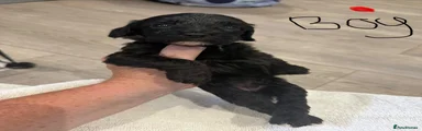 Cockapoo 1