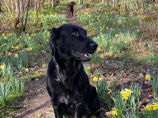 Flat coated Retriever dogs KC Reg Flat Coated Retriever pups - Advert 6