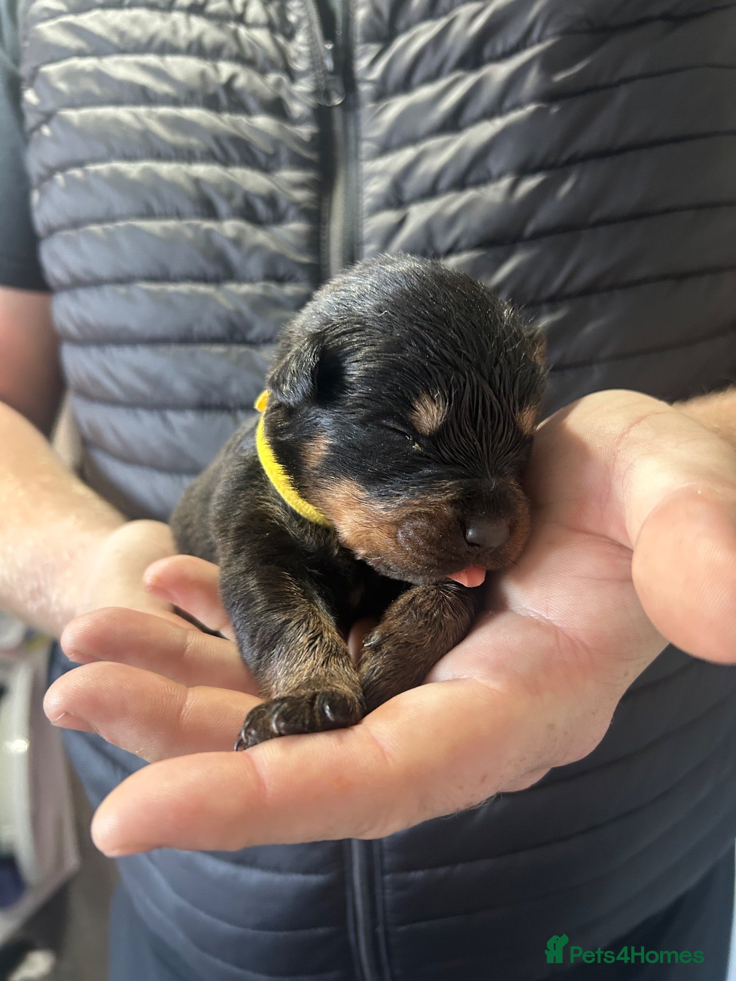 Rottweiler dogs Big chunky Rottweiler puppies  - Advert 1