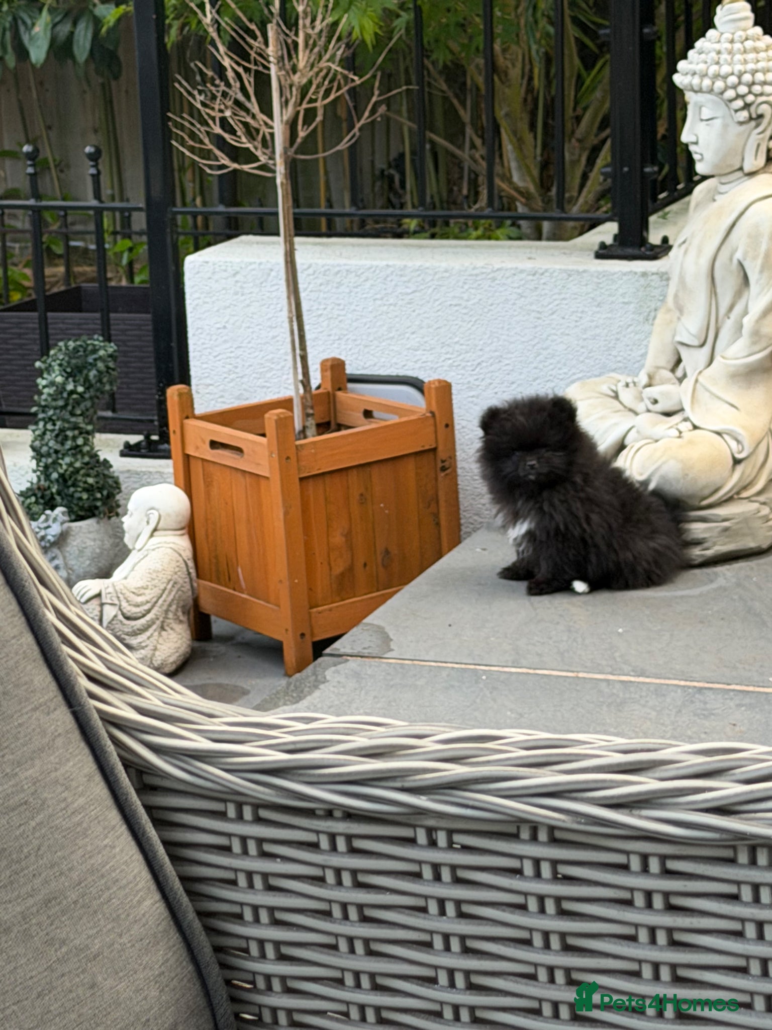 Pomeranian dogs Stunning Pomeranian Pups - 1 Black Girl Remaining - Advert 4