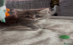 Ragdoll cats for sale: Stunning Ragdoll kittens available  - Image 12