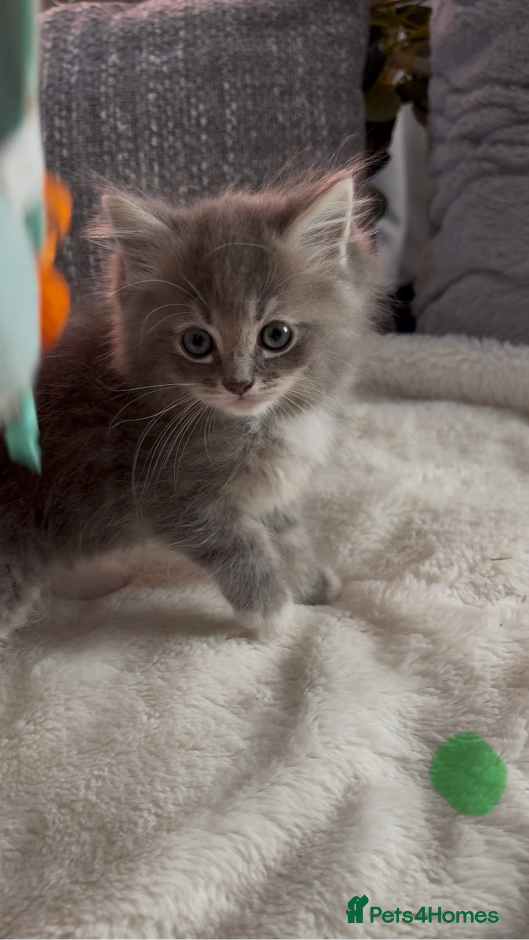 Ragdoll cats for sale: Stunning Ragdoll kittens available  - Image 12
