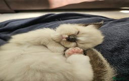 Ragdoll cats for sale: 6 ragdoll kittens  - Image 20