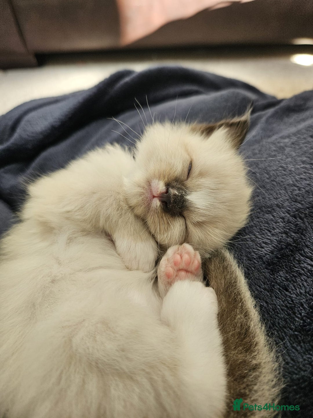 Ragdoll cats for sale: 6 ragdoll kittens  - Image 20