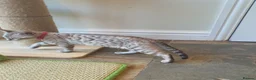Bengal cats for sale: 🐆💕Very Beautiful Tica Registered Bengal Kittens. - Advert 13