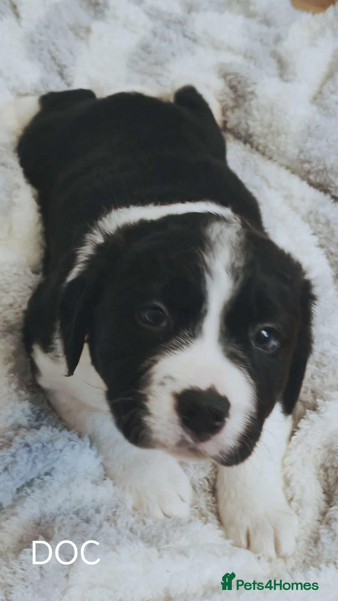Mixed Breed dogs for sale:  REDUCED!! 2 OLD TYME BORDER COLLIE PUPPIES!  - Advert 32
