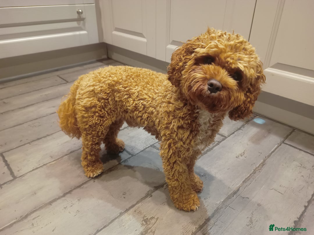 Cavapoo dogs for stud: Proven Cavapoo Stud - Not for sale.  - Image 2