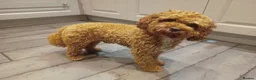 Cavapoo dogs for stud: Proven Cavapoo Stud - Not for sale.  - Advert 4