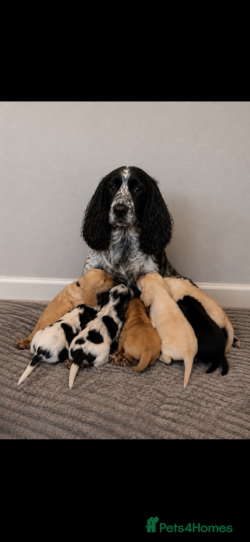 Cocker Spaniel dogs 3 beautiful cocker boys left  - Advert 6