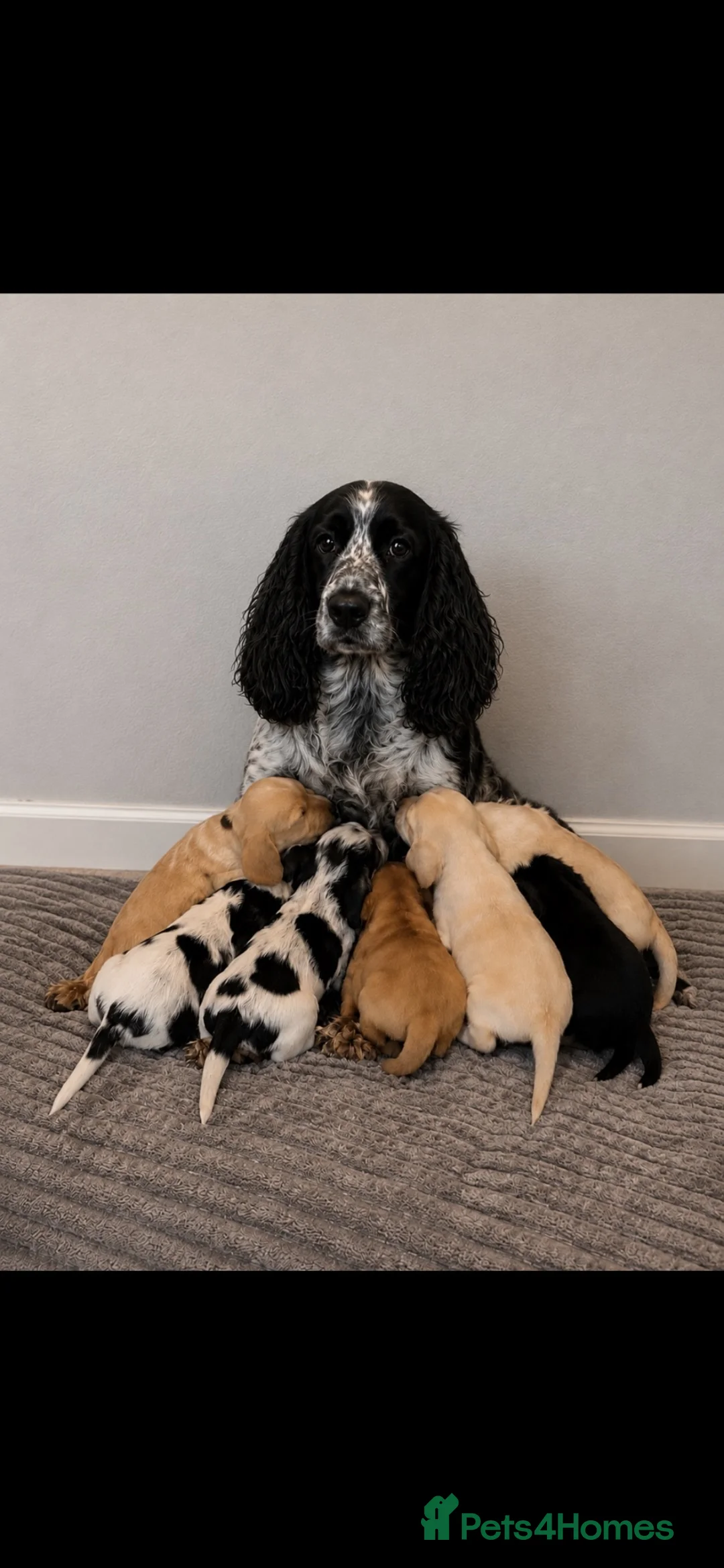 Cocker Spaniel dogs for sale: 3 beautiful cocker boys left  - Advert 1