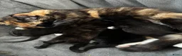 Mixed Breed cats for sale: 3 beautiful kittens looking for loving homes - Advert 8