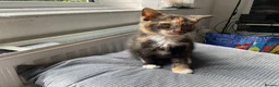 Mixed Breed cats for sale: Two Female Tortoiseshell Kittens For Sale! - Advert 8