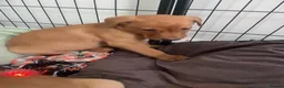 Labrador Retriever dogs for sale: 8 gorgeous Labrador puppies  - Advert 8