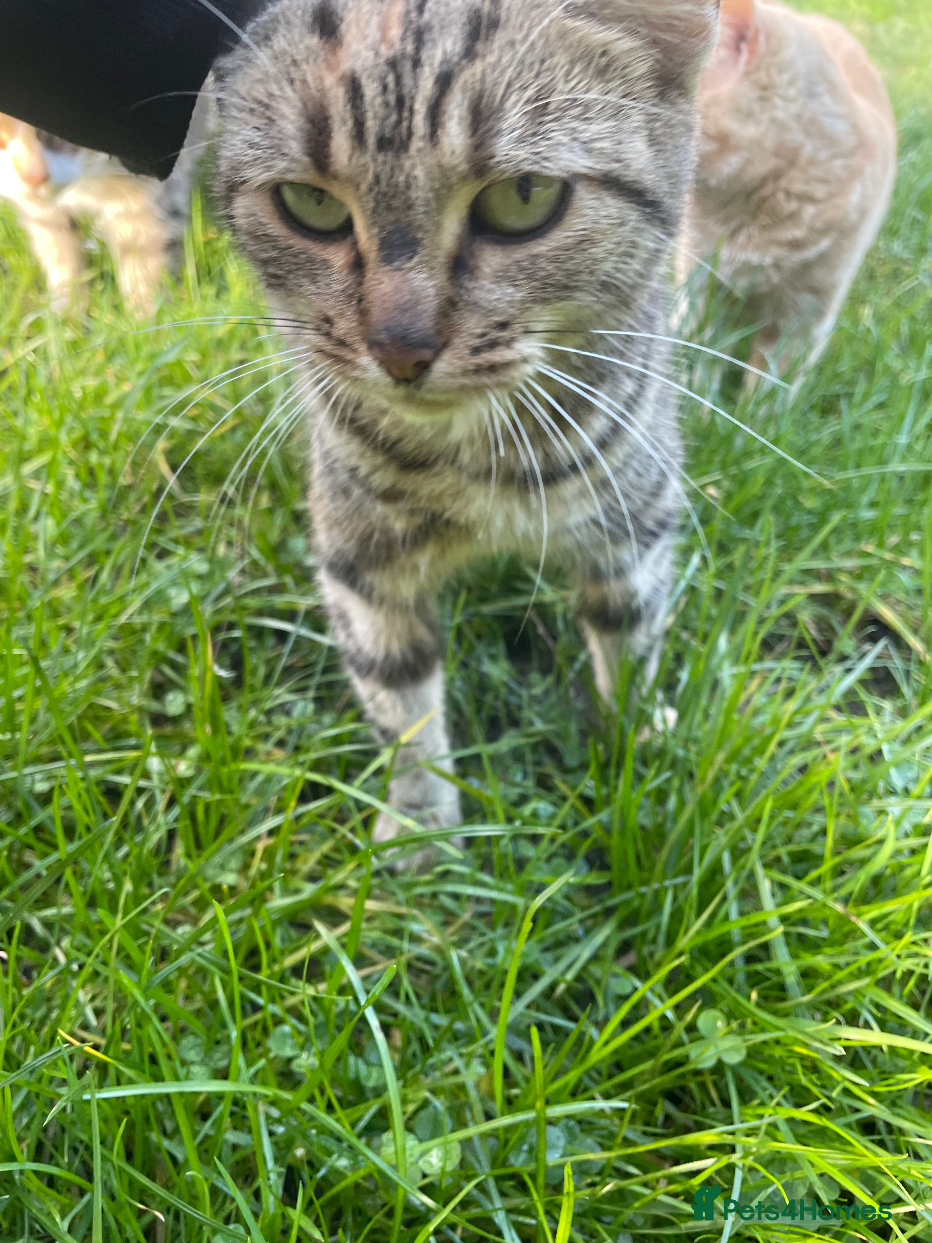 Domestic Shorthair cats for sale: 3 playful male kittens  - Advert 5