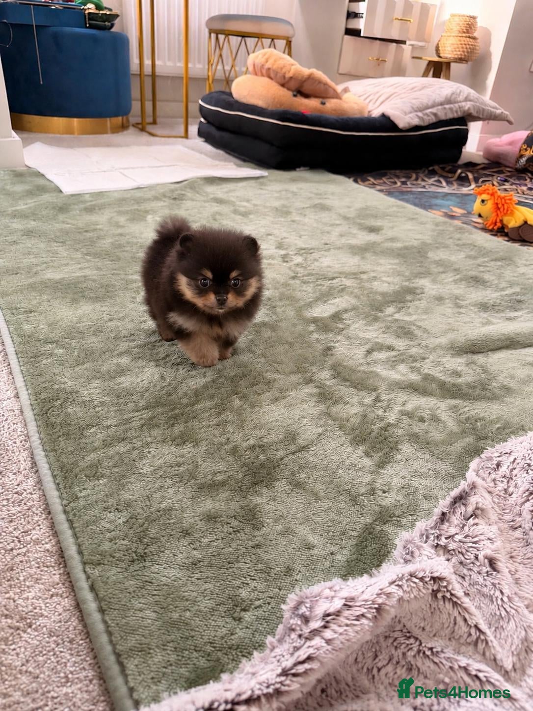 Pomeranian dogs RARE in size True mini ONLY 2💙💙LEFT 40+🏆 lines - Advert 13