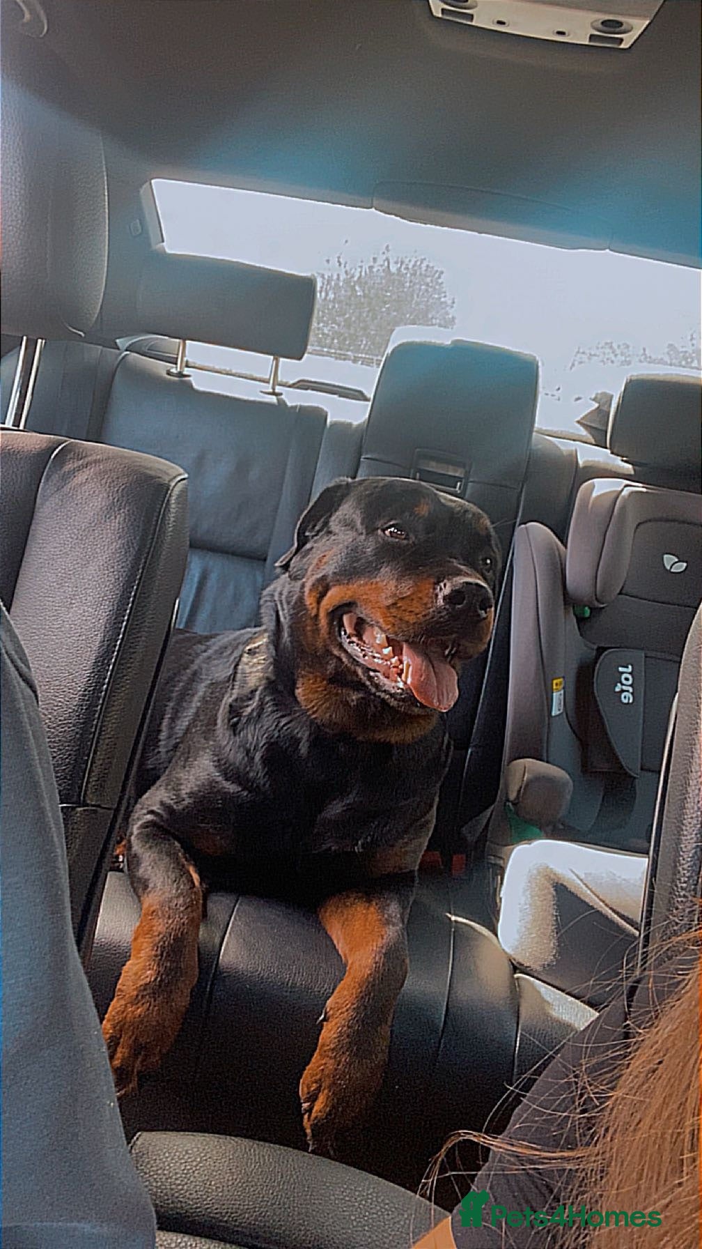 Mixed Breed dogs Belgian Malinois × Rottweiler Puppy 🐶💙 - Advert 1