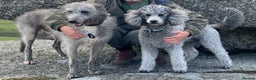 Mixed Breed dogs for sale: Deer Doodle Puppies - Advert 2