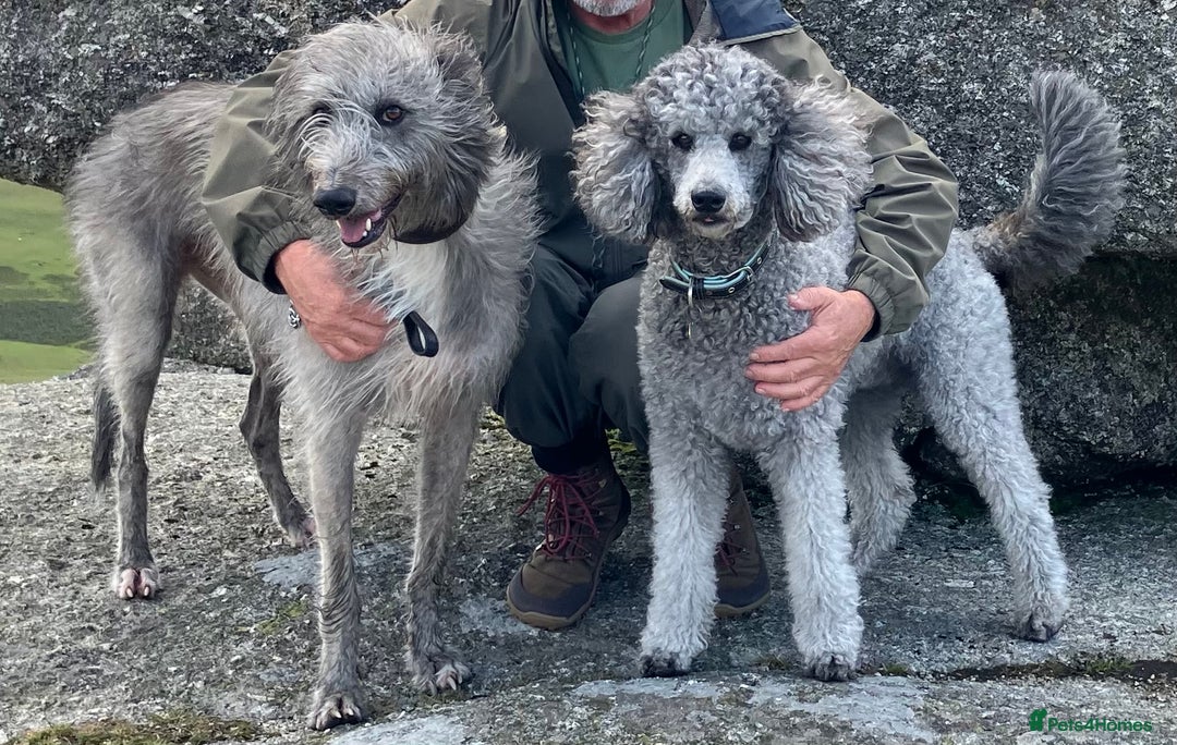 Mixed Breed dogs for sale: Deer Doodle Puppies - Advert 2