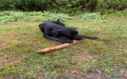 Mixed Breed dogs for sale: 1 year old GSP X Lab  - Image 4