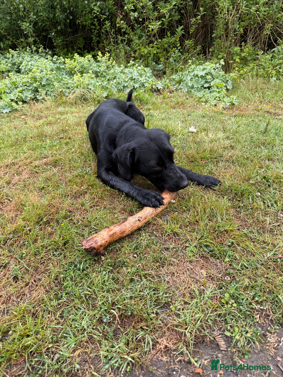 Mixed Breed dogs for sale: 1 year old GSP X Lab  - Image 4
