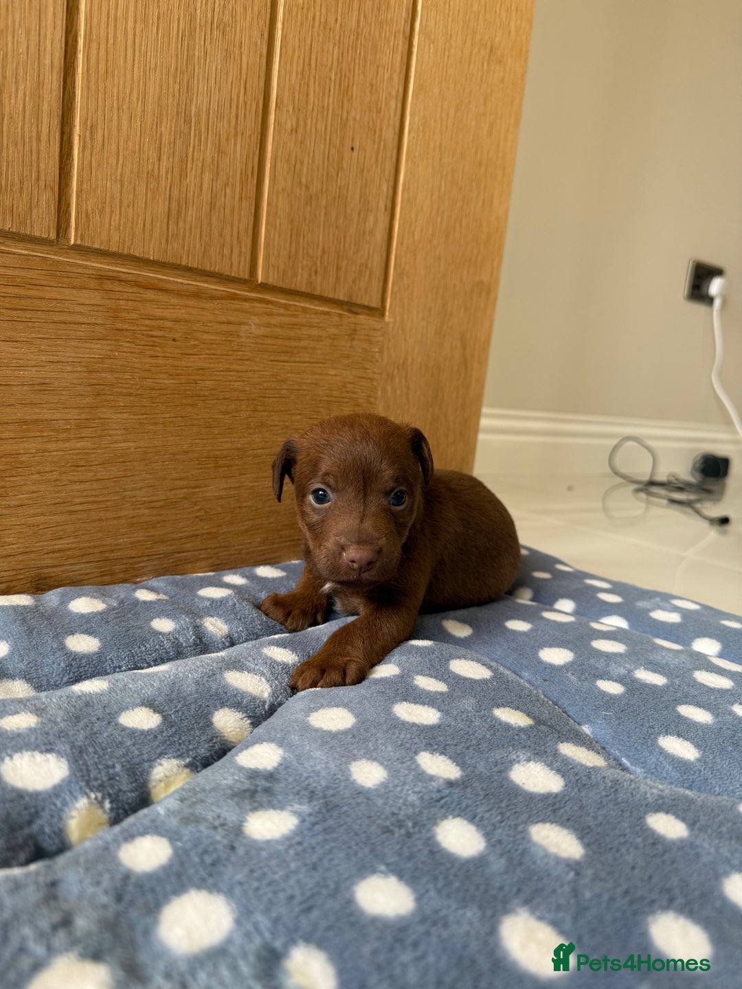 Patterdale Terrier dogs for sale: Male patterdale pups   - Image 7