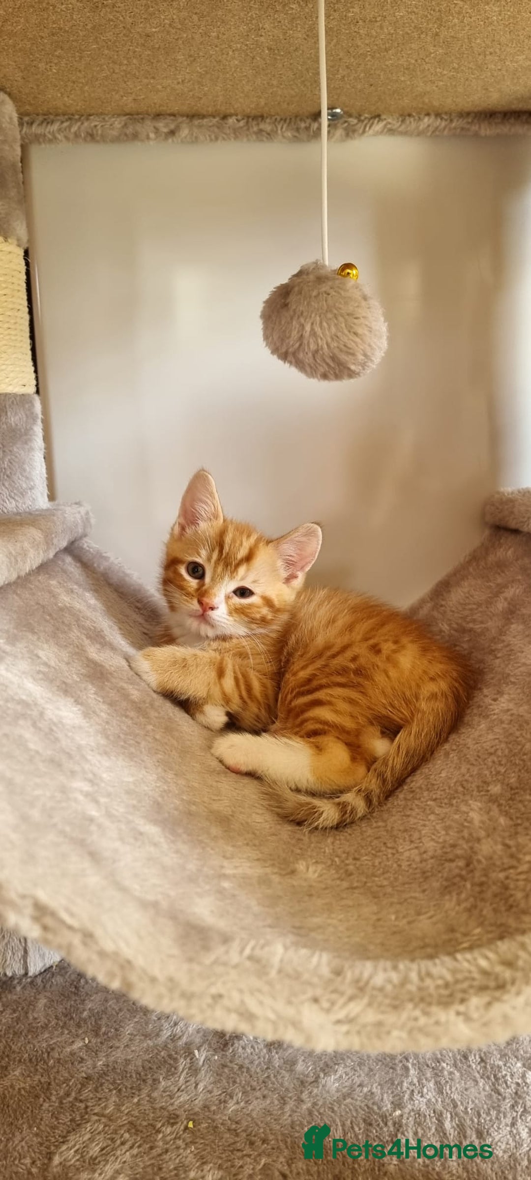 Turkish Angora cats for sale: Luxury Turkish Agora kittens for sale - Advert 16