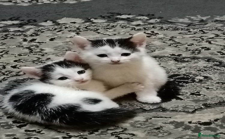 Mixed Breed cats - Advert 12