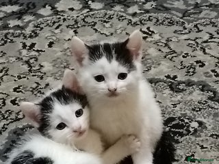 Mixed Breed cats for sale - Advert 1